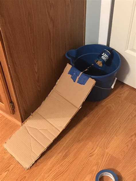 5 gallon bucket mouse trap|homemade 5 gallon mouse trap.